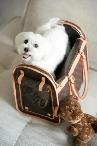 pet bag